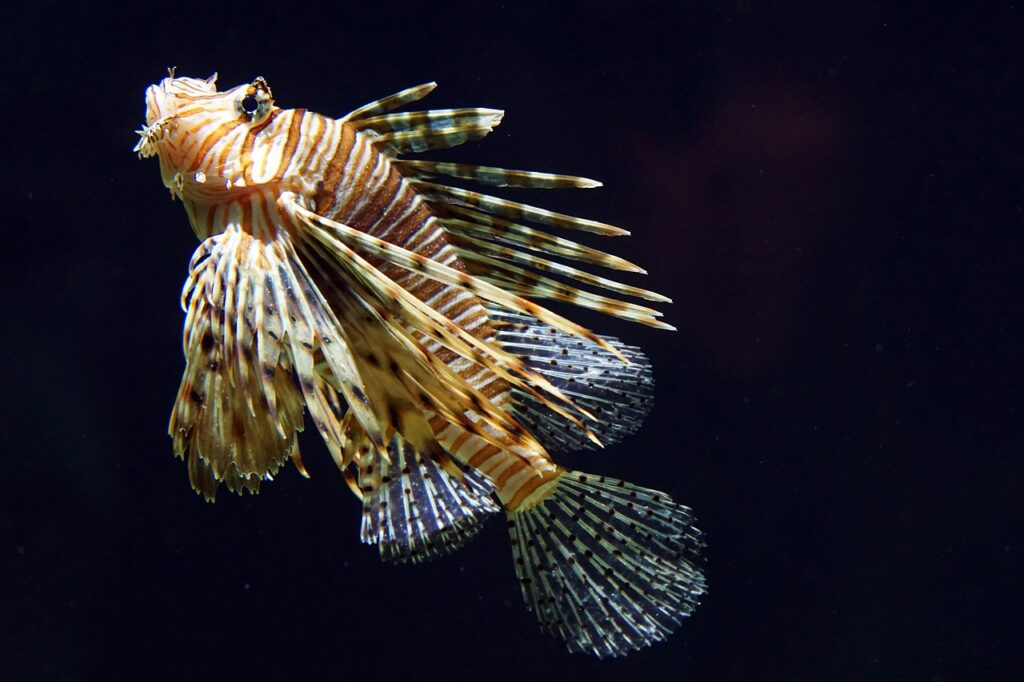 Lionfish from pixabay